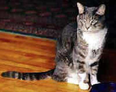 Al's pixellated cat.