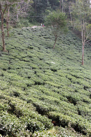 Darjeelingtea