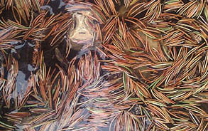 Pine needles