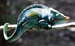 Chameleon