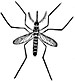 Mosquito.